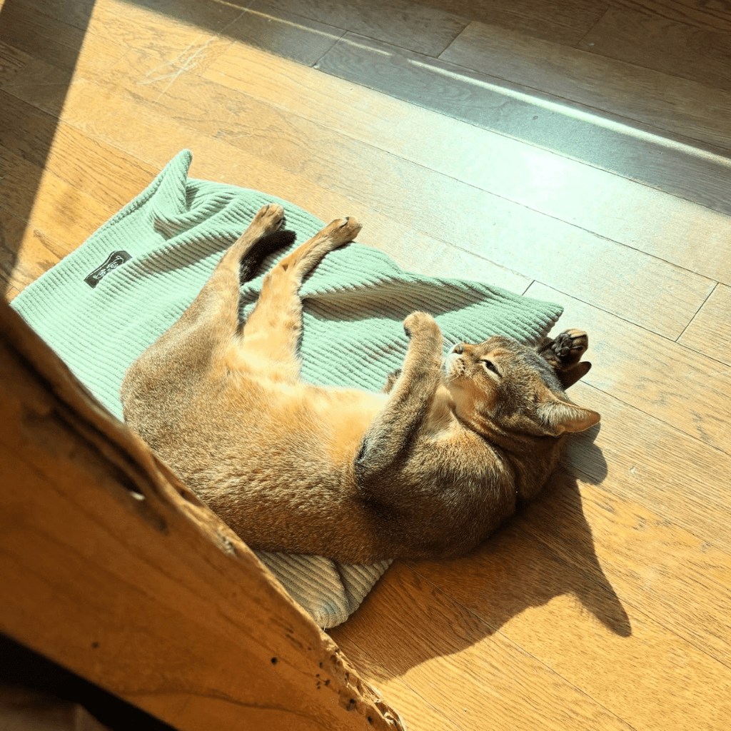 gotta go home HOME ［7/18(金)18:00～］［限定コラボ］猫のバスマット - green