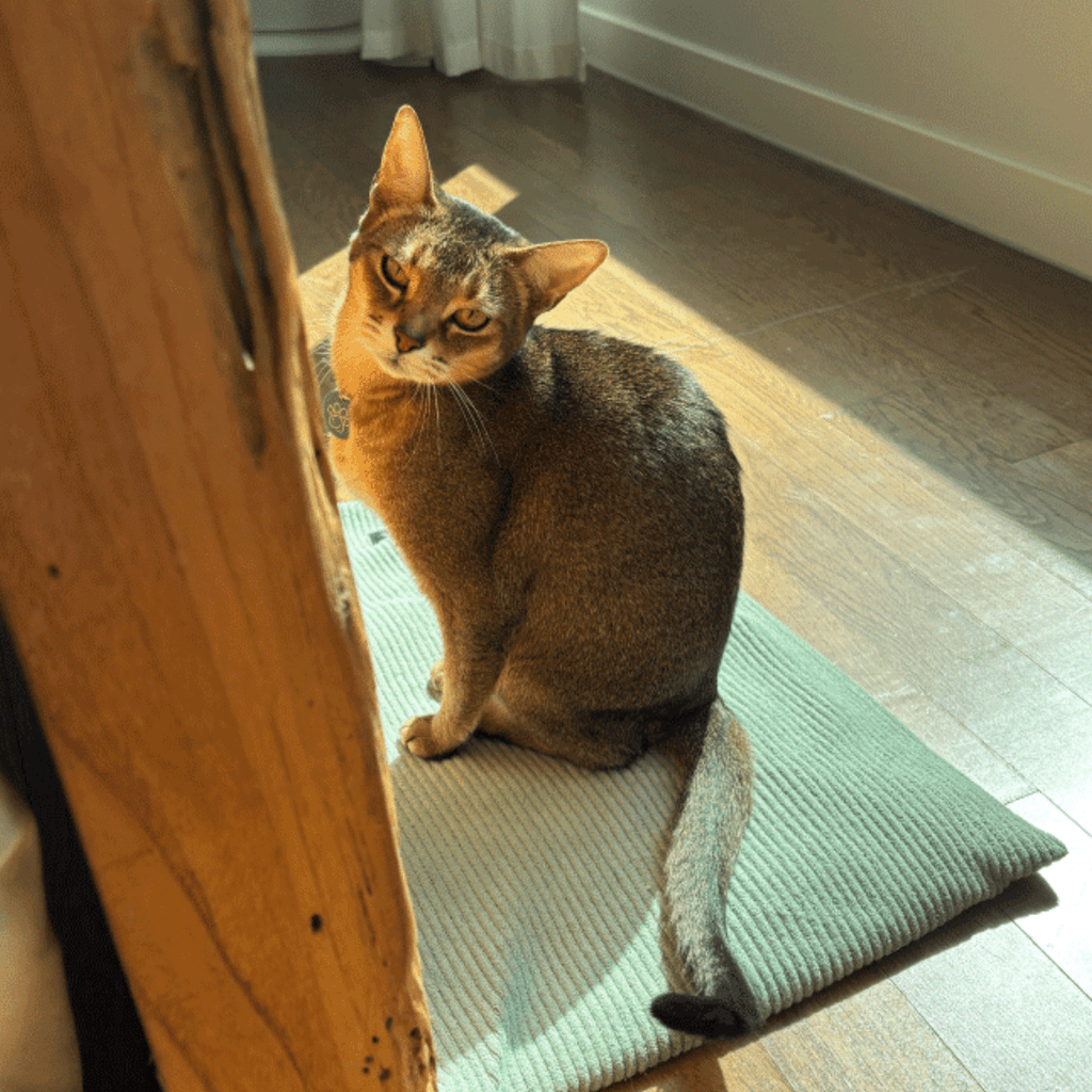 gotta go home HOME ［7/18(金)18:00～］［限定コラボ］猫のバスマット - green