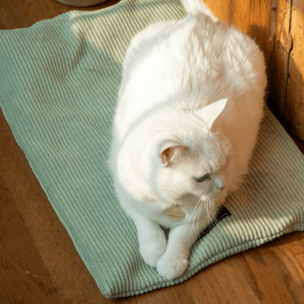 gotta go home HOME ［7/18(金)18:00～］［限定コラボ］猫のバスマット - green