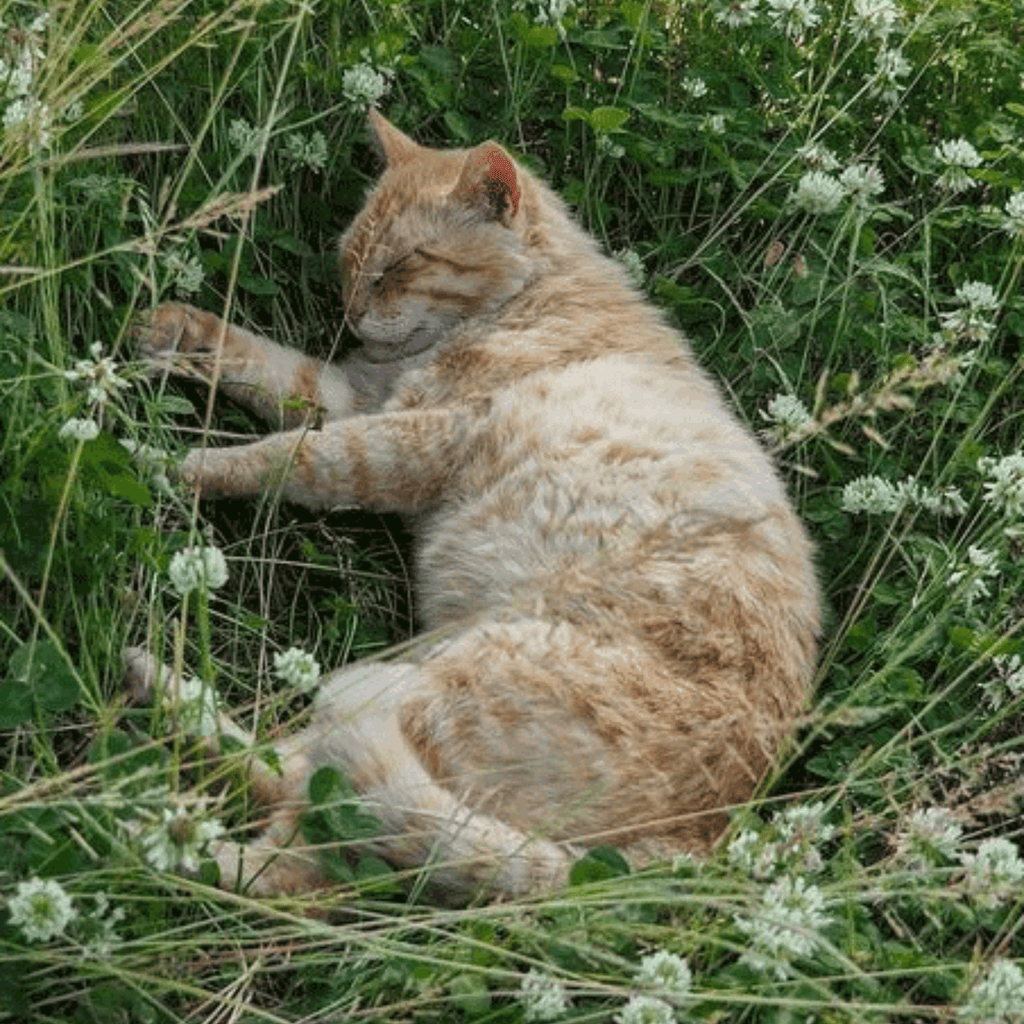 I'm not bored HOME ふかふか芝生のクッション