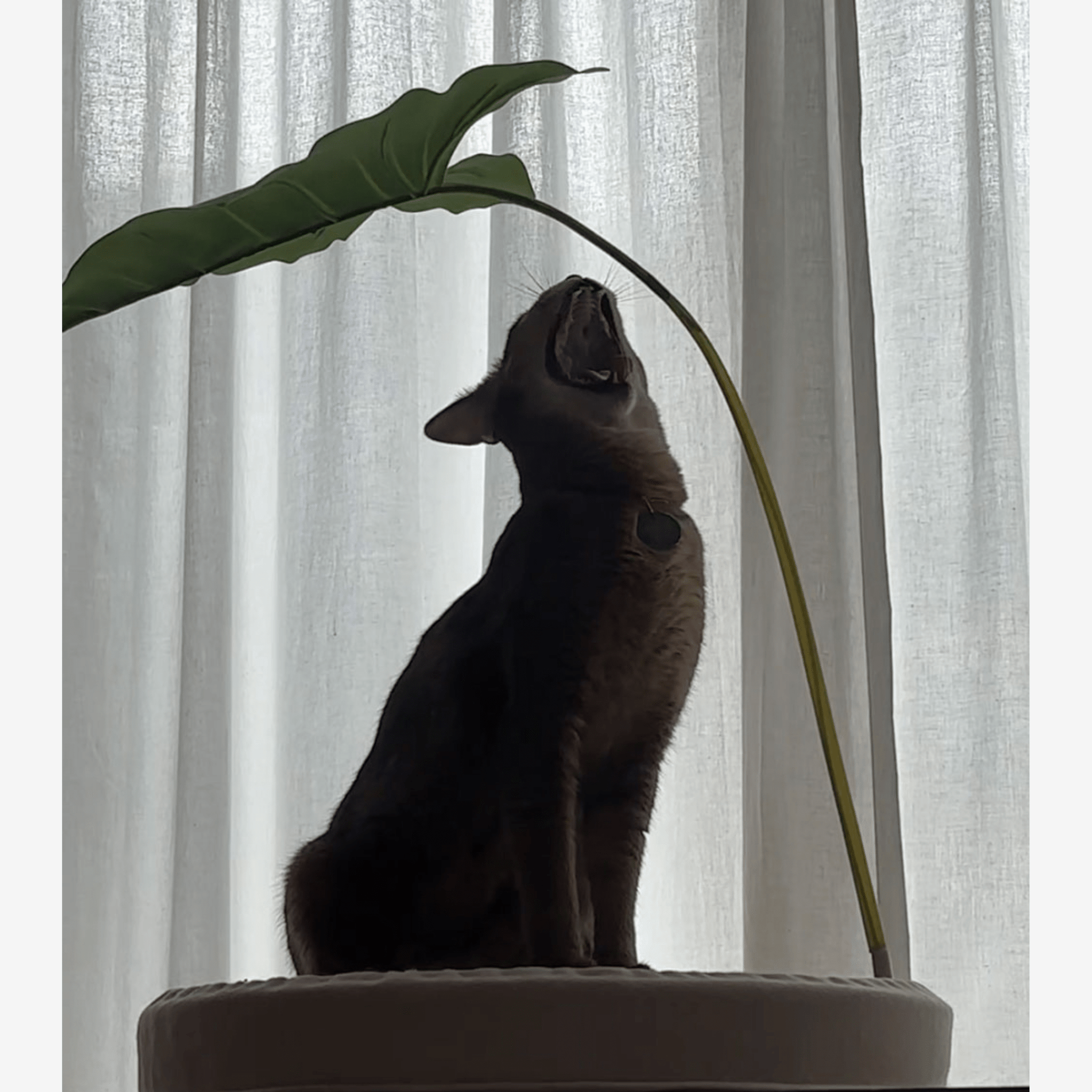 ねこ葉っぱ ねこ葉っぱ ねこ葉っぱ ねこ葉っぱ ねこ葉っぱ ねこ葉っぱ ねこ葉っぱ ZX