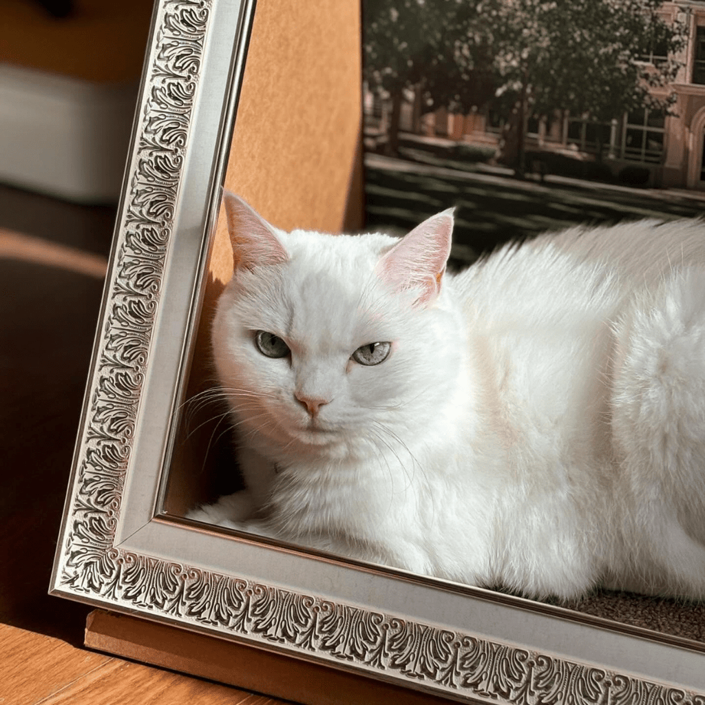 Sorbet 猫がアートになる額縁の隠れ家