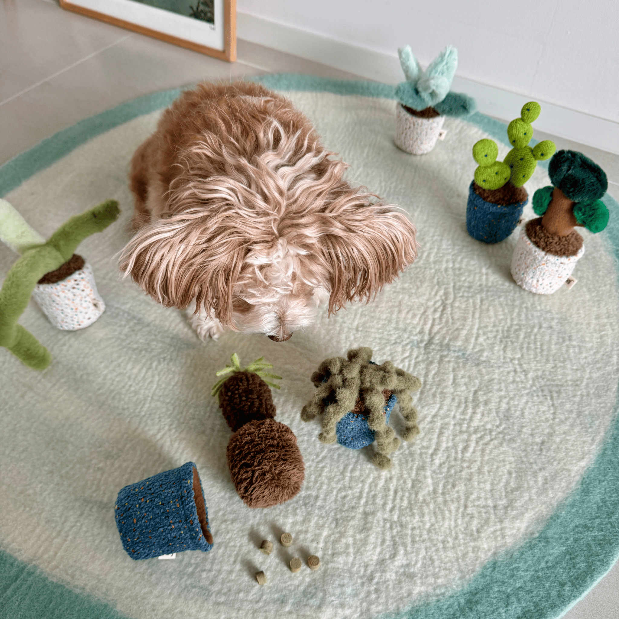 bunny ear – Sorbet