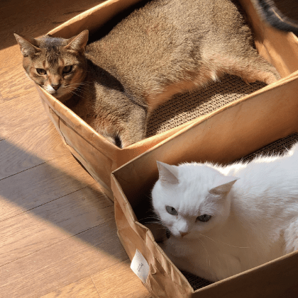 gotta go home キャットハウス Tyvek®ごそごそバスケットの隠れ家L