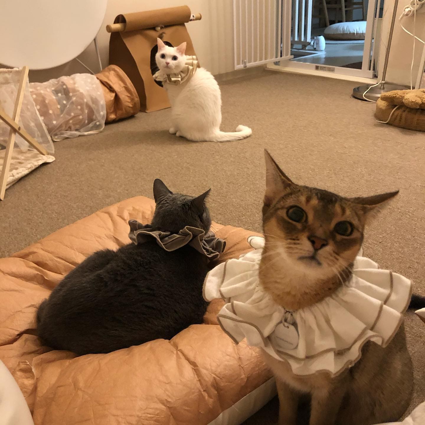 Tyvek®ねこがダメになるクッション - Square – Sorbet
